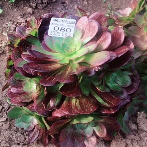 3.8-80脸普多肉植物