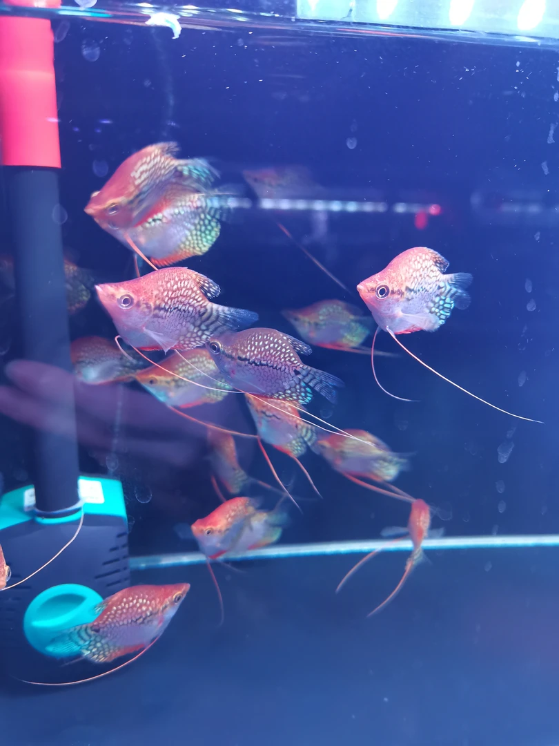 黄金马甲球鱼2条4-5cm（凑三单发货）