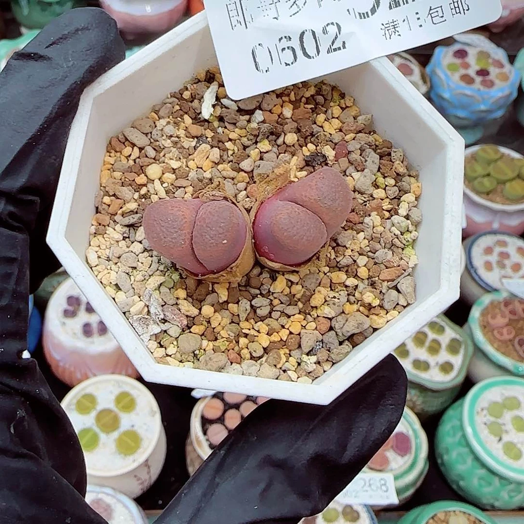 郎哥18包邮0602-326