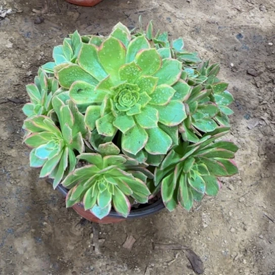 万黄周正9.9脱土发货