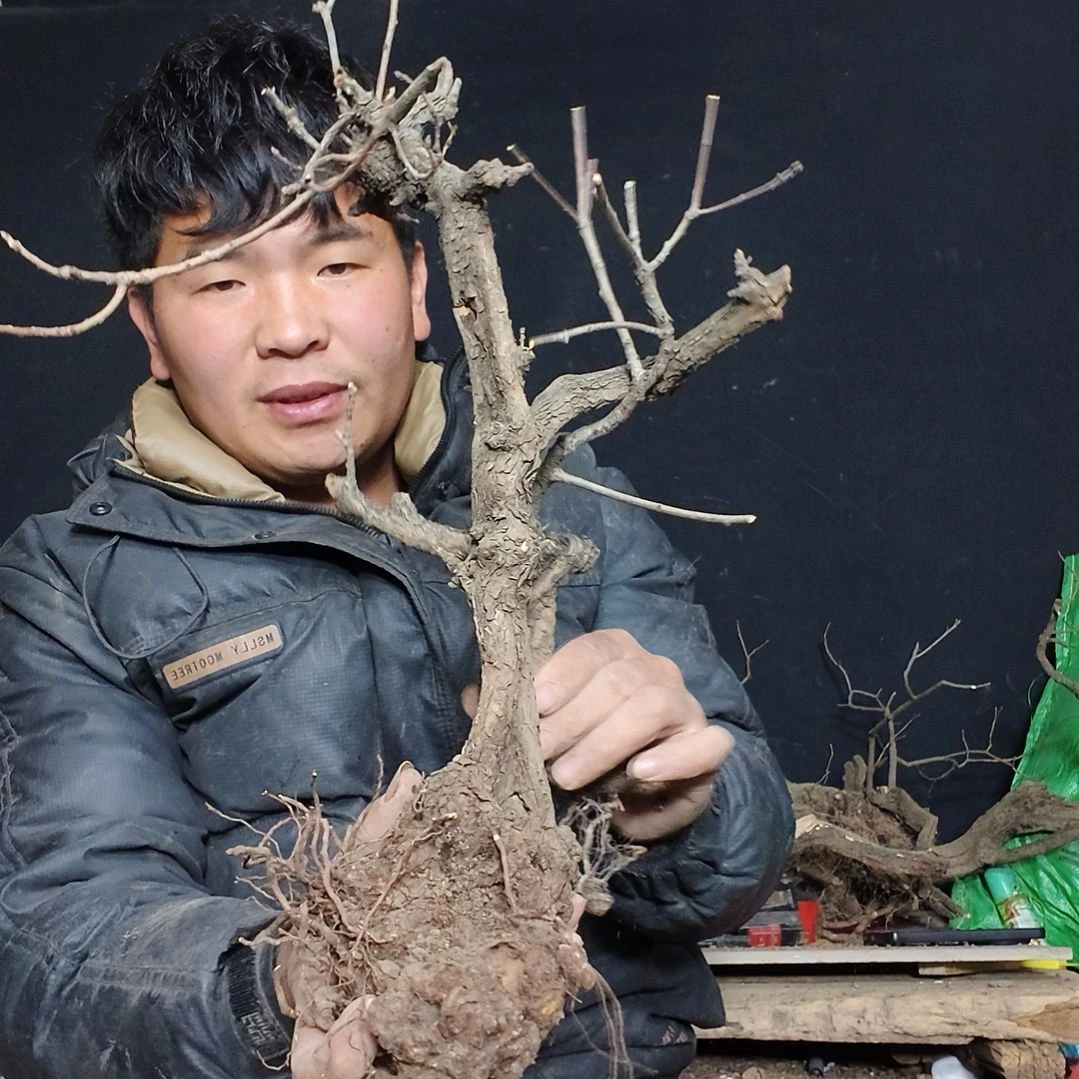 完全开放赏花赏叶赏股价