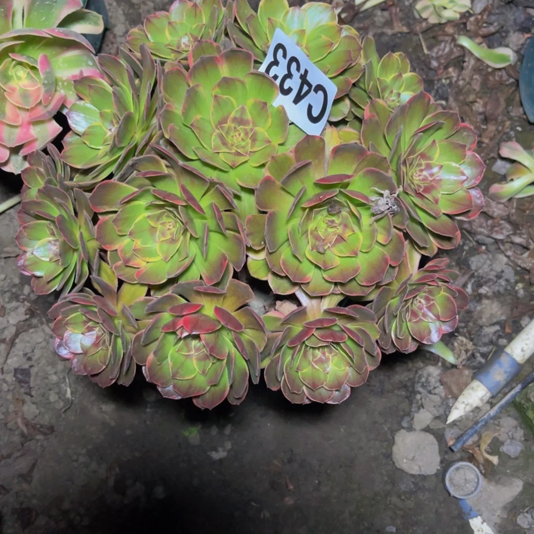 半夏法师26/1包邮