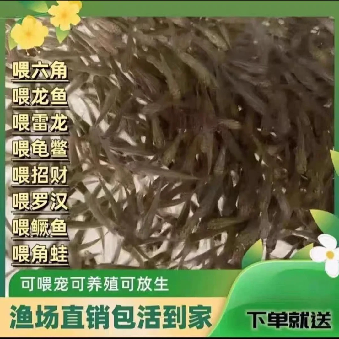 麦穗鱼龙鱼罗汉斗鱼宠物饲料活饵淡水鱼苗喂乌龟饲料鱼活鱼食蚊鱼