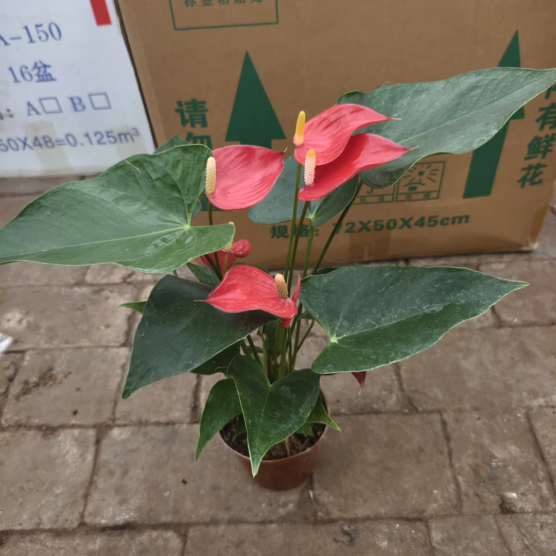 热恋红掌盆栽绿植