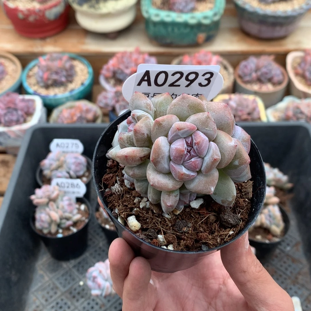 A0293 突尼斯 有砍 6.5cm