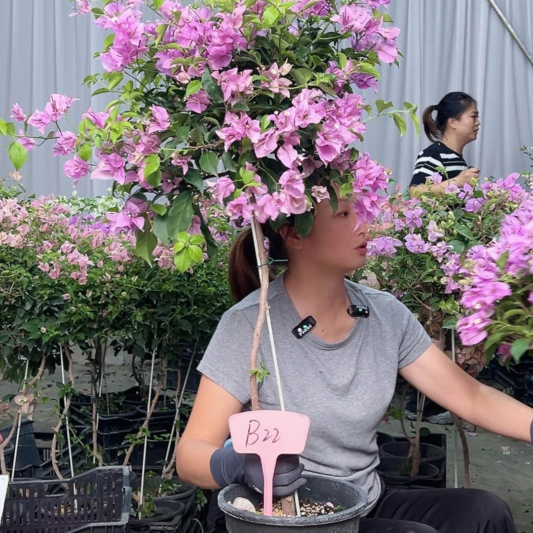 丝***力当前无花栽培后可以开花B22雪紫