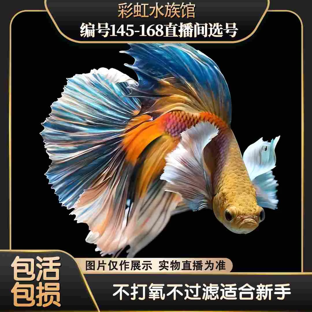 编号193-216直播间泰国斗鱼炫彩观赏鱼 活体半月将军斗鱼