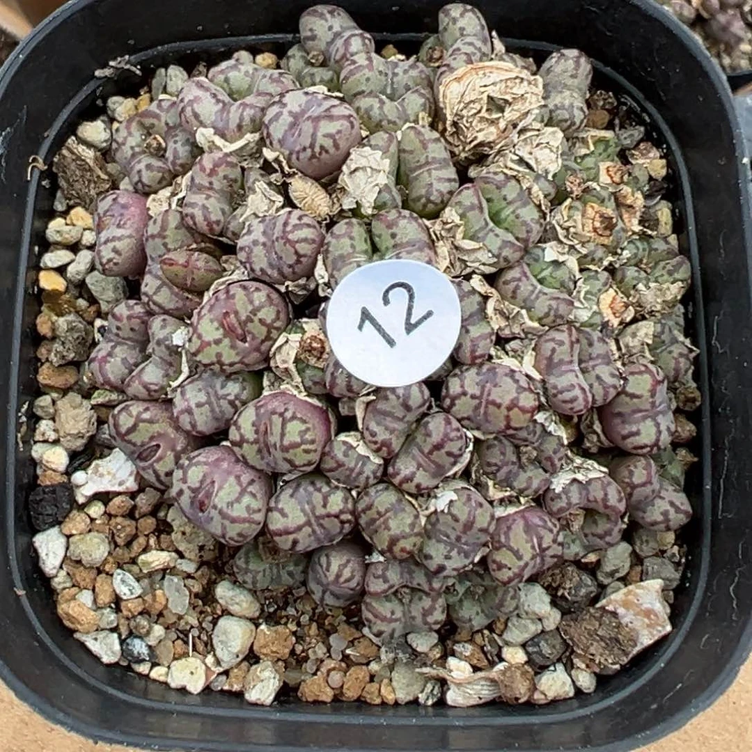 多肉植物11111111111111