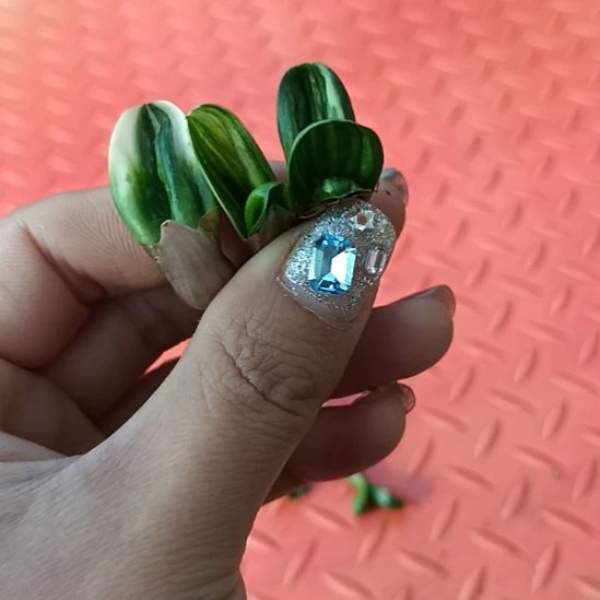 楷*特色花卉君子兰小苗