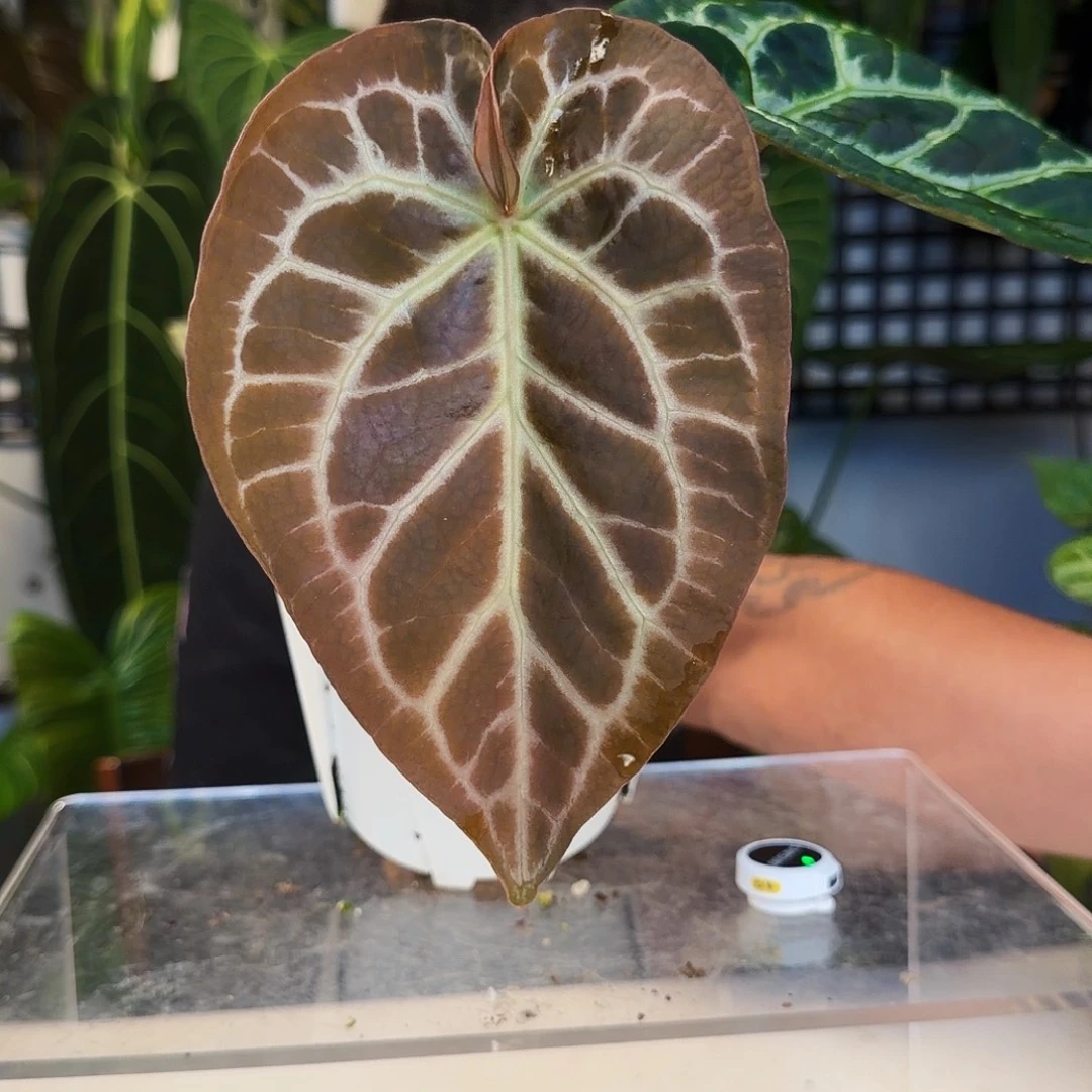 不开花植物D150红骨纹杂哪吒