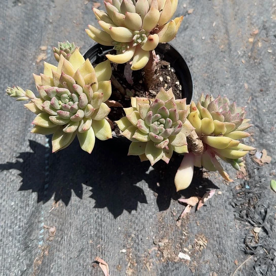 黄金璀璨多肉植物