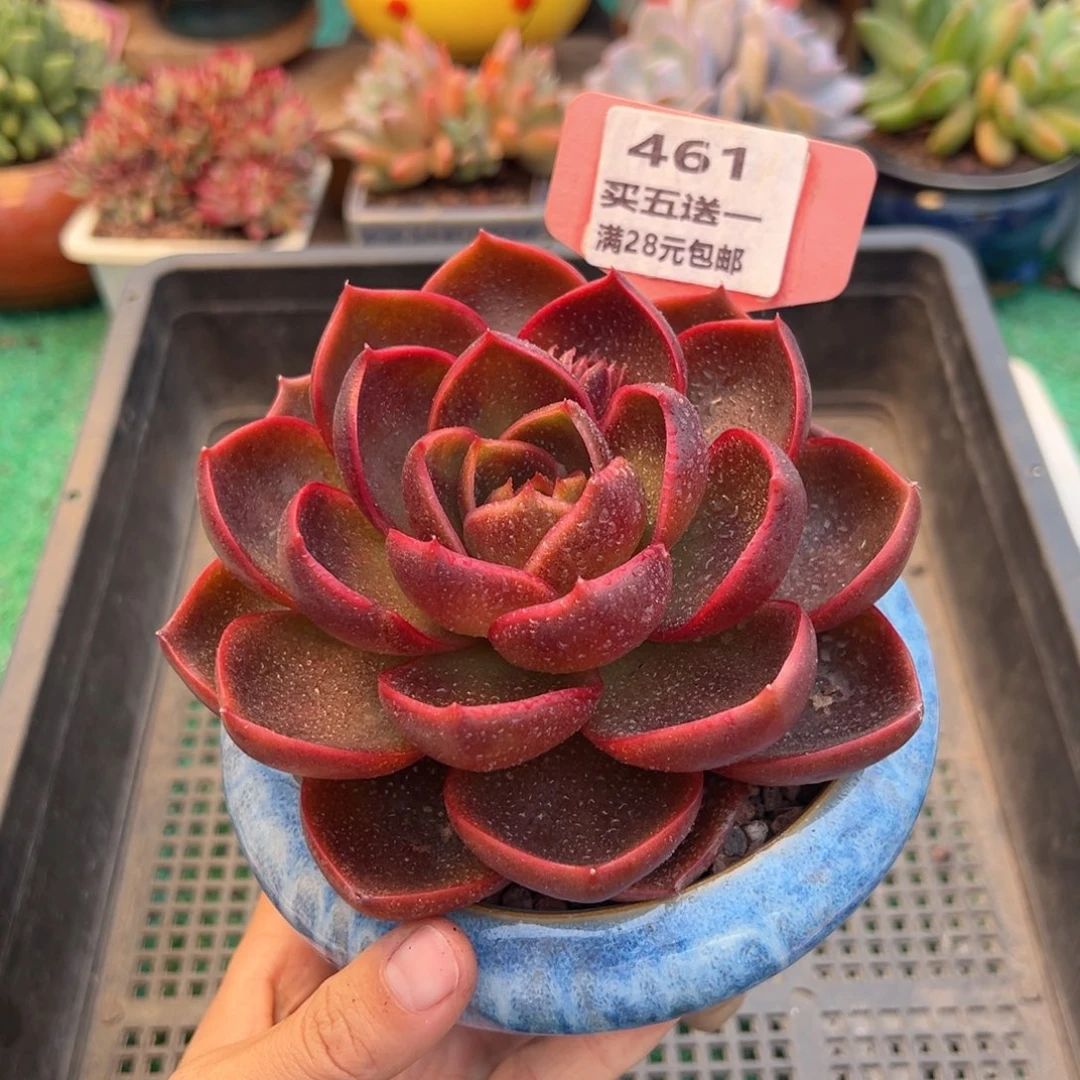 表妹精品多肉植物461.