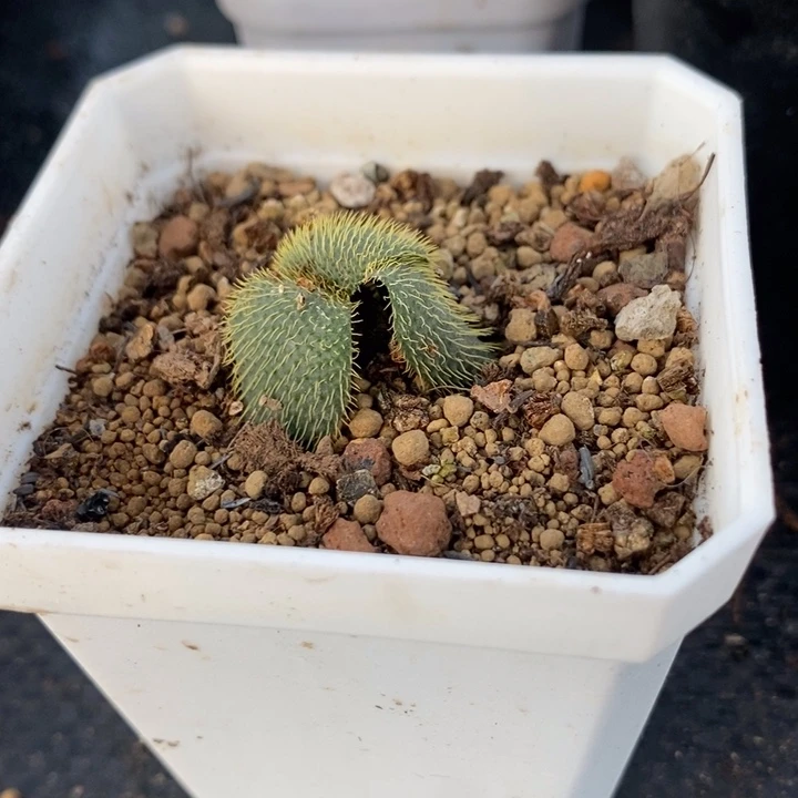 大型刺灯台百合，一物一拍