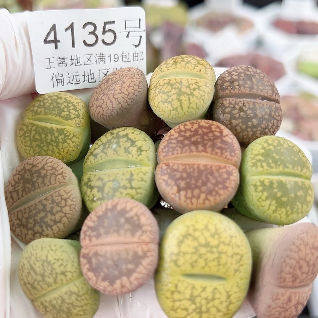 4135 好养易活生石花大母本12个2-2.5cm