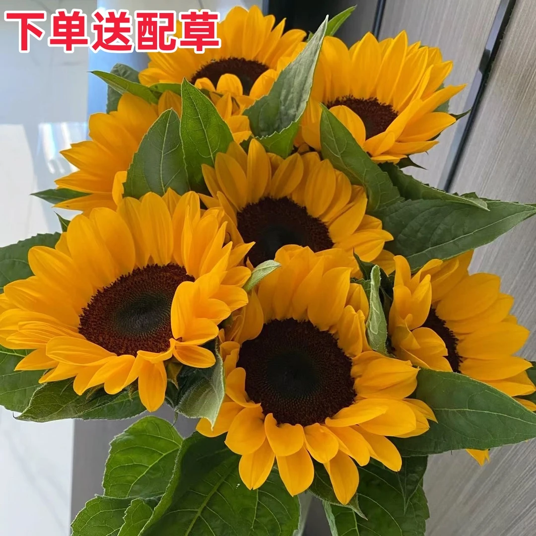 向日葵太阳鲜花花束云南基地直发家庭客厅插花礼物水养批发真花