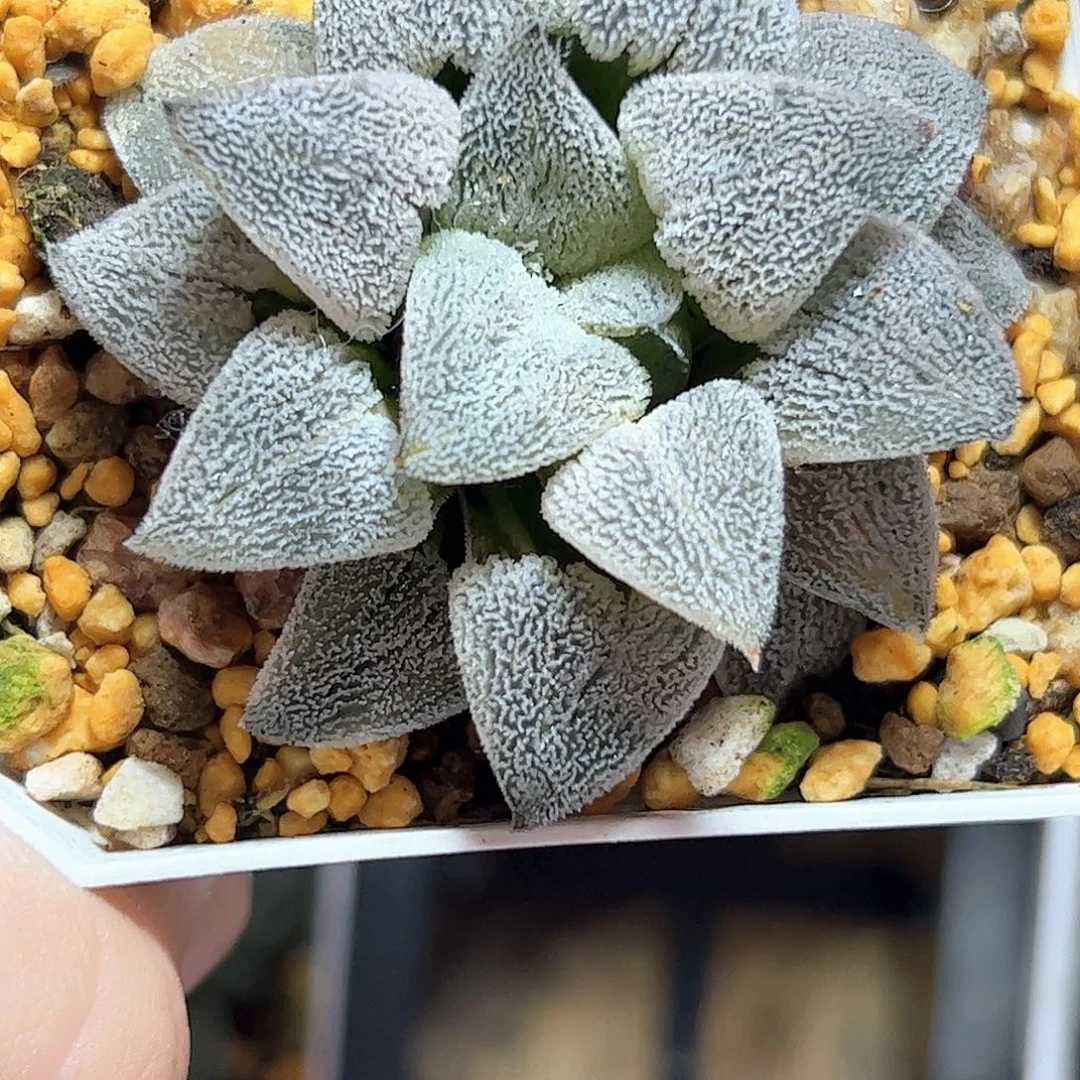 天鹅绒锦十二卷多肉植物