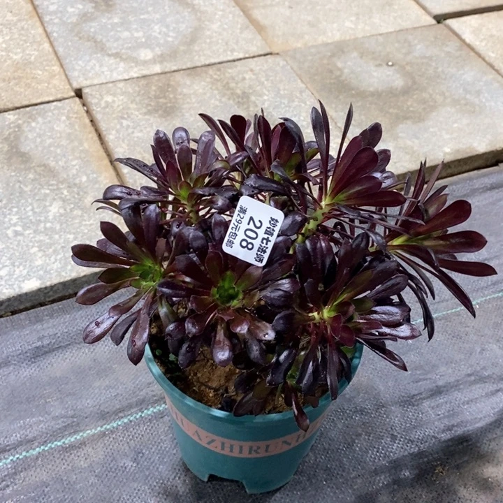 用****了多肉208。