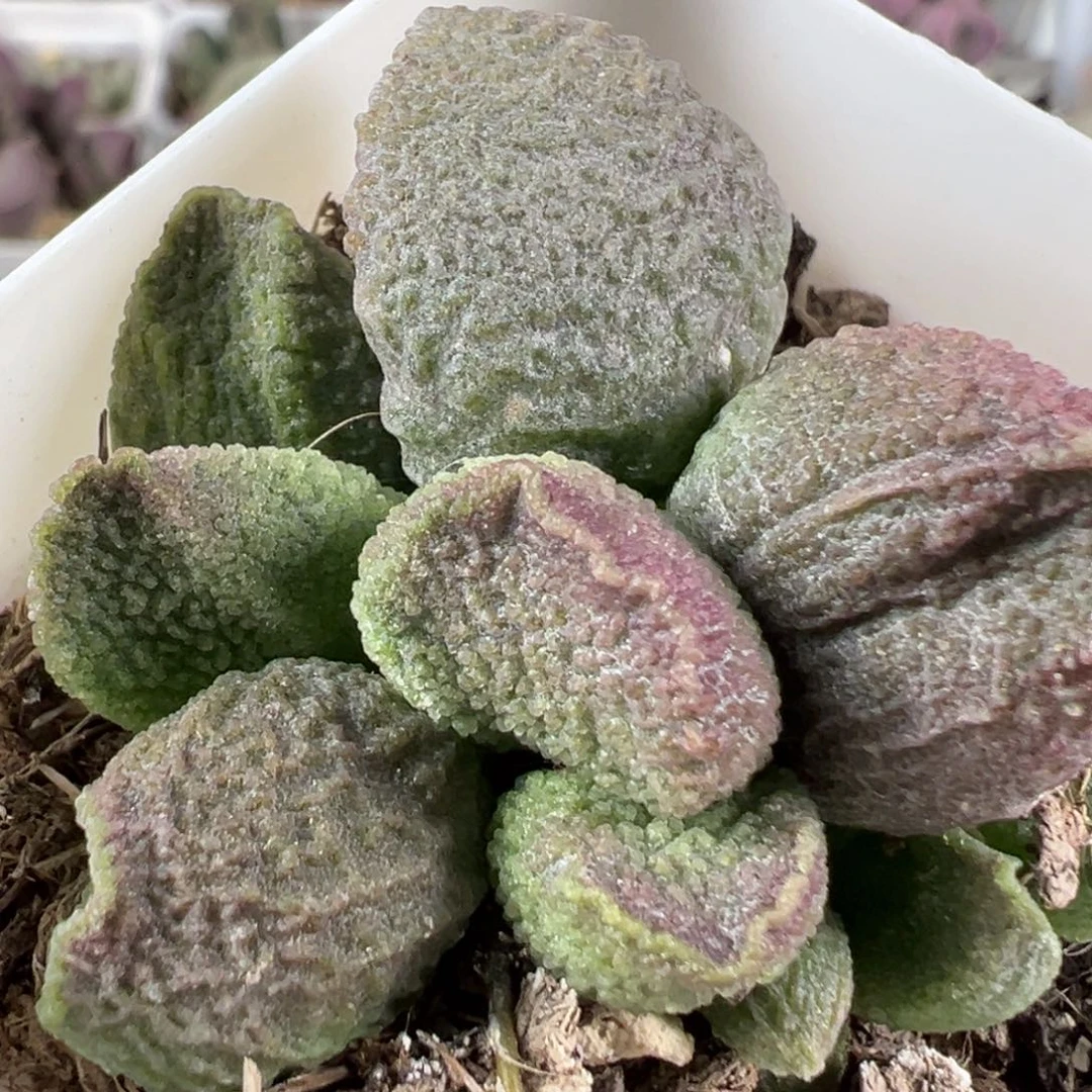 w颗粒款实生新品多肉植物