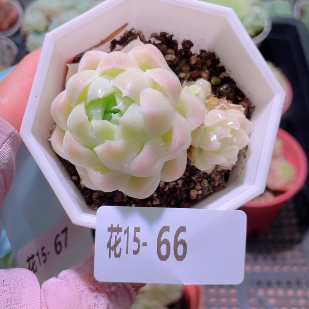 花利美15-66麦秆带仔