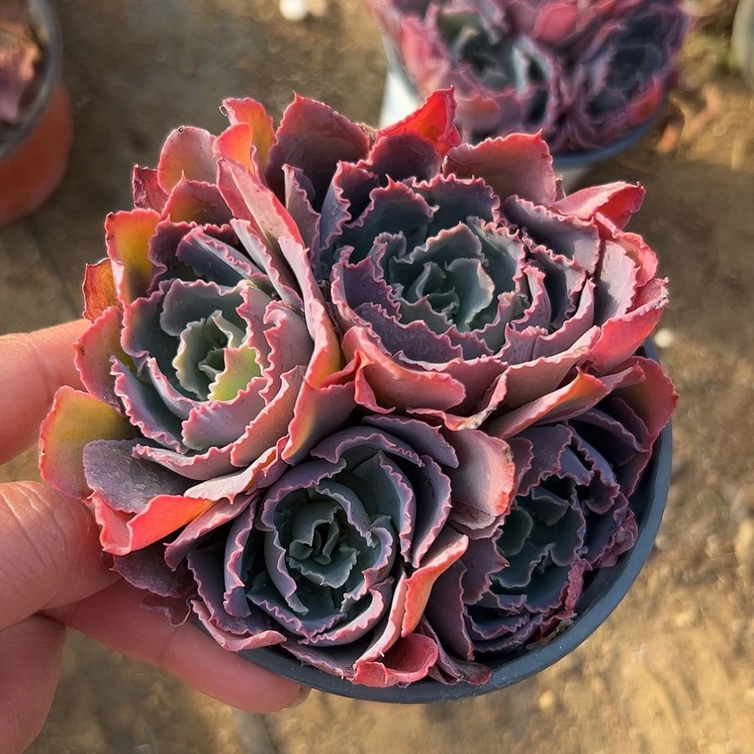 多肉植物晚霞之舞