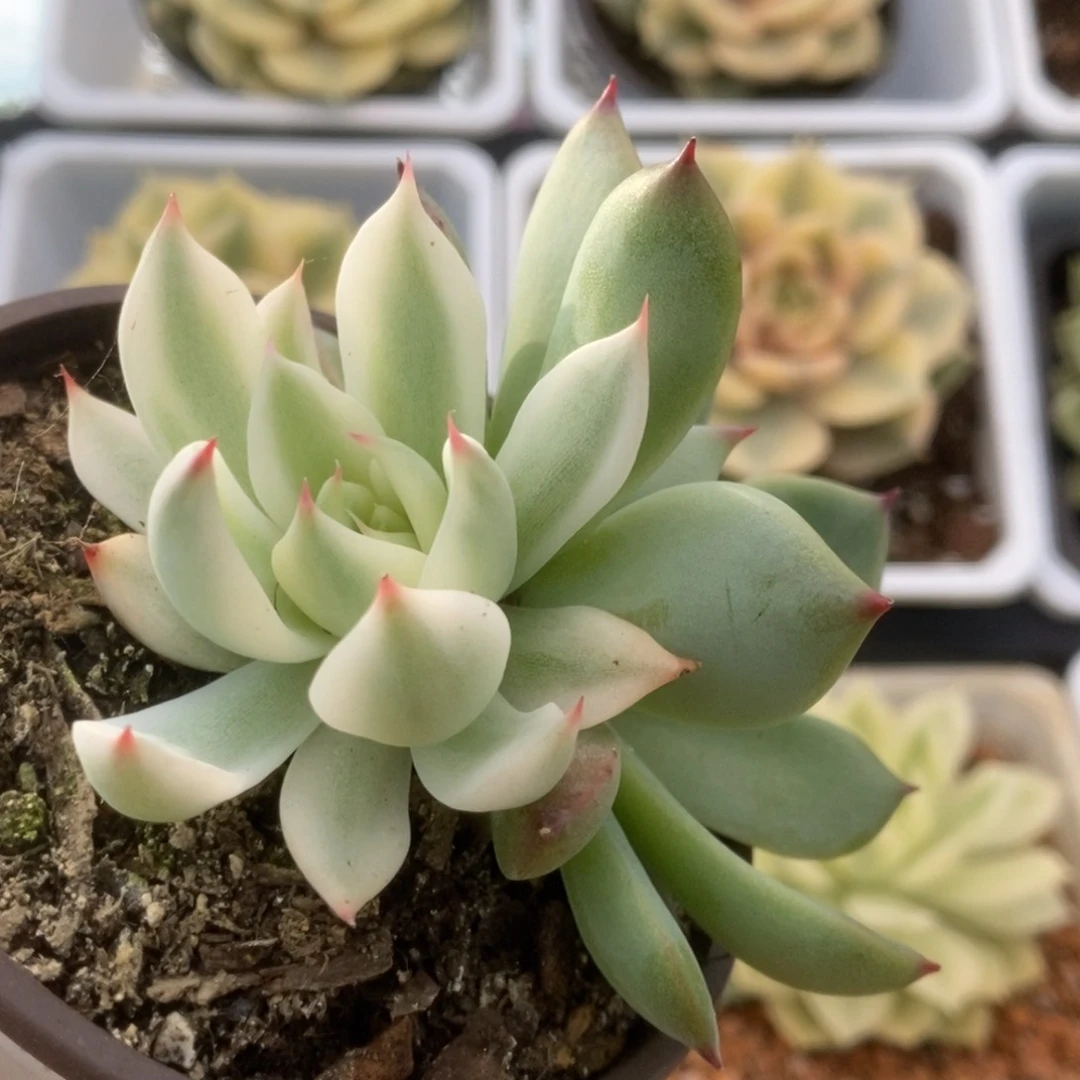 171锦锦锦锦锦锦锦锦锦