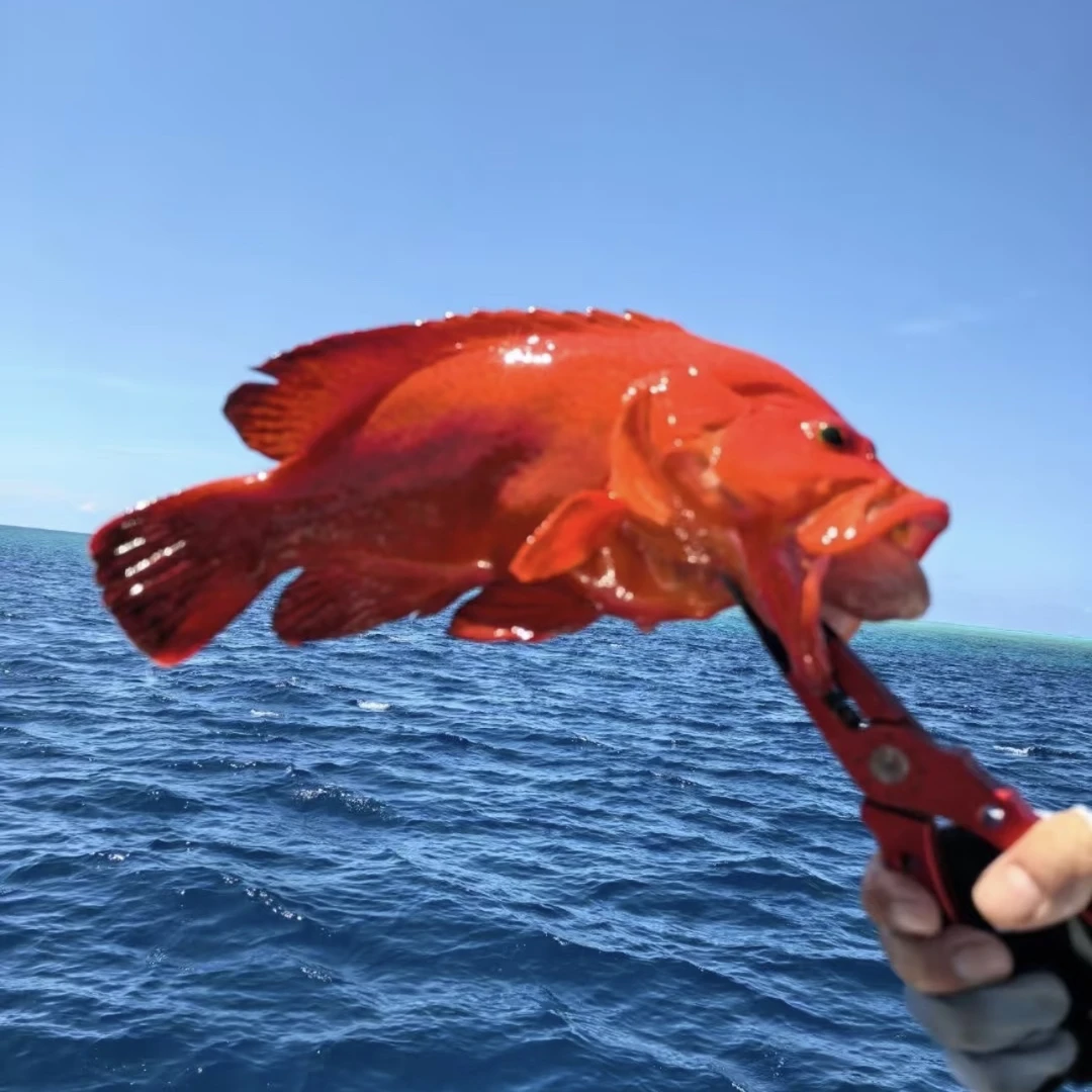 野生红爪子石斑鱼 肉嫩鲜 超级好吃 非常稀有