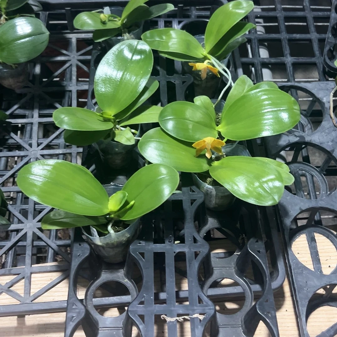 七***头不开花植物蝴蝶兰2.5
