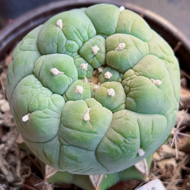 福利苗接大优2681