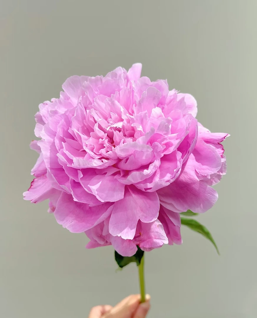 【弗莱明】重瓣粉色芍药苗菏泽基地直发（秋季发货）