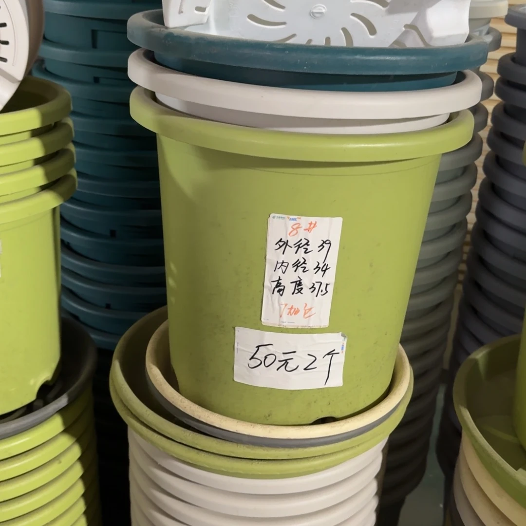 四季8#口径39无拖果绿5个