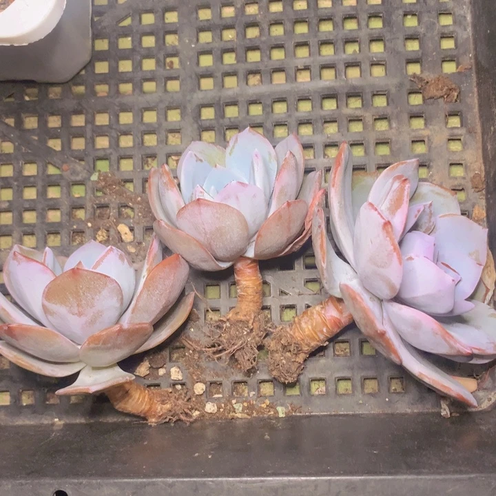 奶茶单头脱土发货