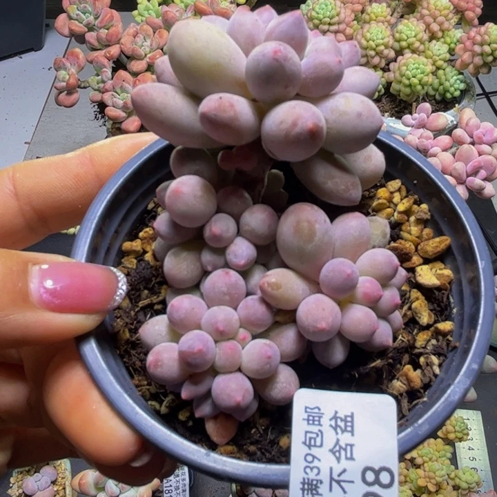 香水手指奶酪198/6cm