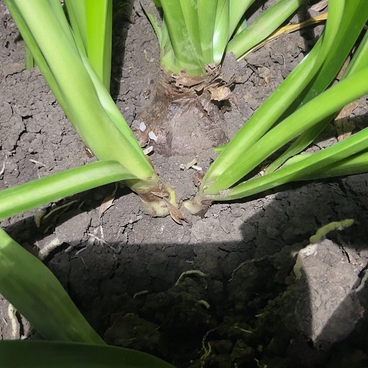 当前无花朵，栽培后可花朵白鬼 坨坨。 6.5左右 带测