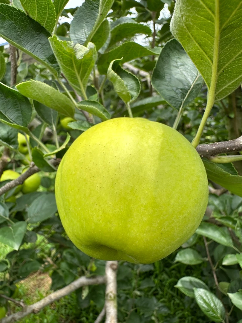 【25年新果】云南昭通青苹果纯甜脆爽苹果新鲜采摘孕妇水果昭通苹果