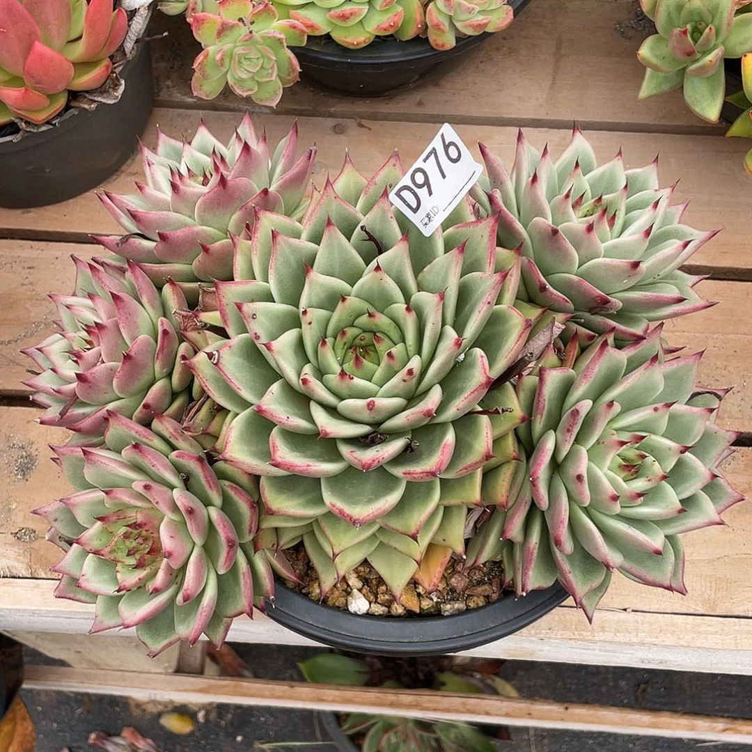 若如东云组拍D976