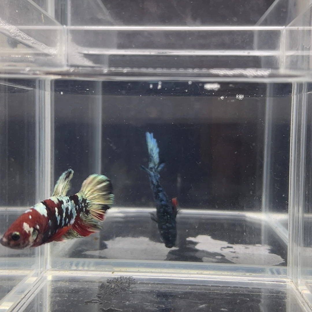 斗鱼可博泰斗092701