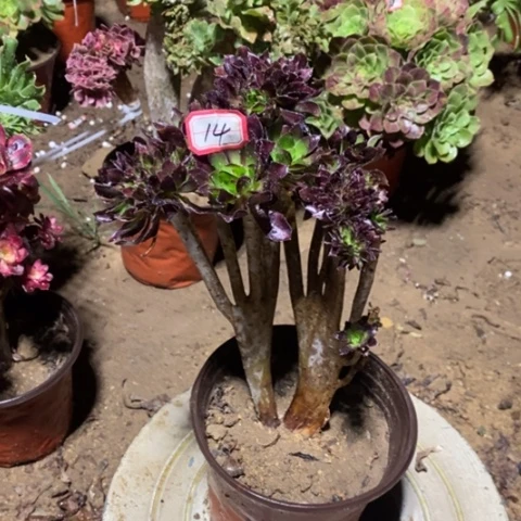 黑法师缀瑕疵一物一拍