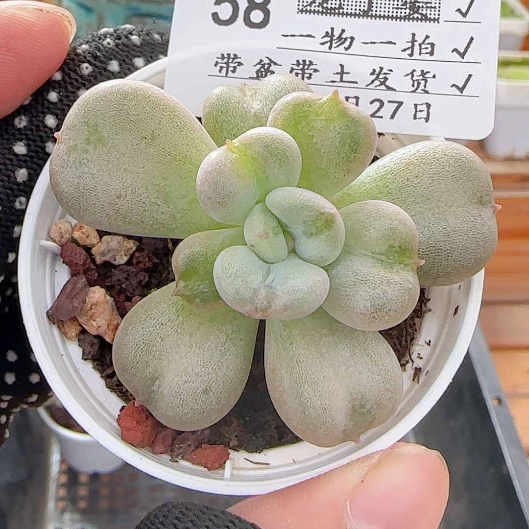 多肉0727-58比尔盖茨