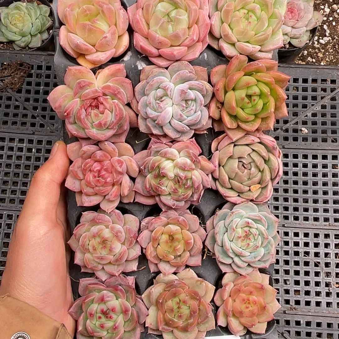 多肉一物一拍28-192