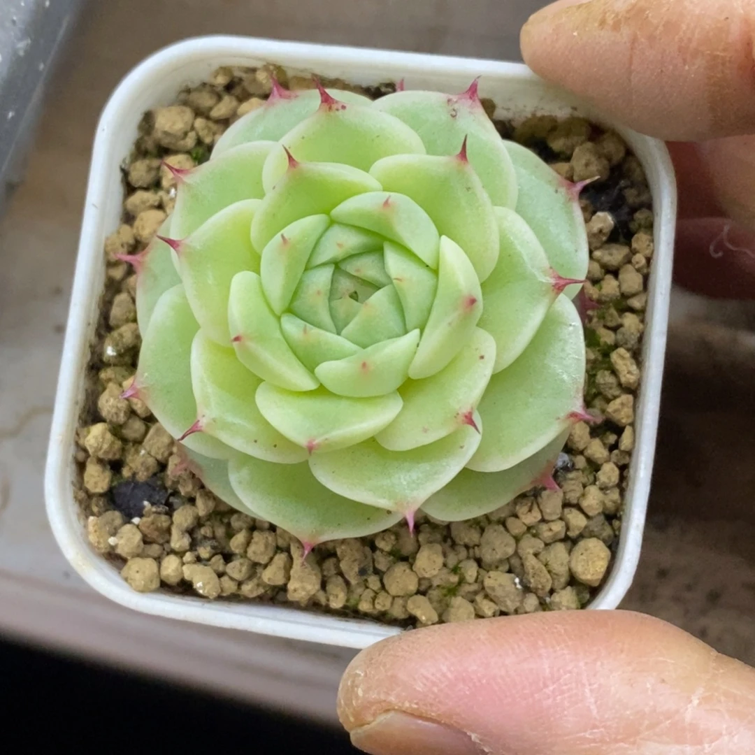 精品多肉一物一拍不包整443