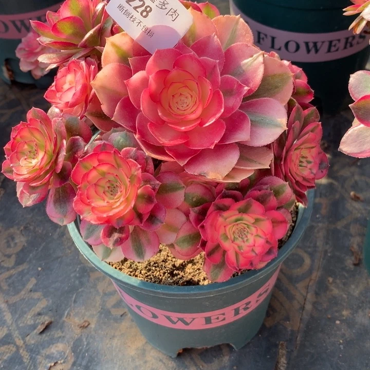 228倾城多肉植物