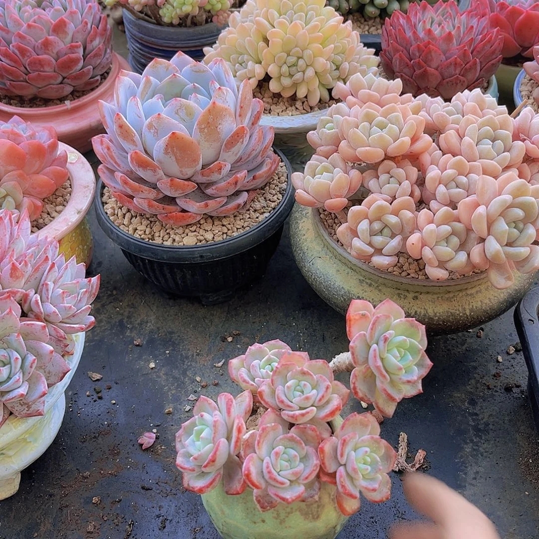 8209千山雪。   多肉