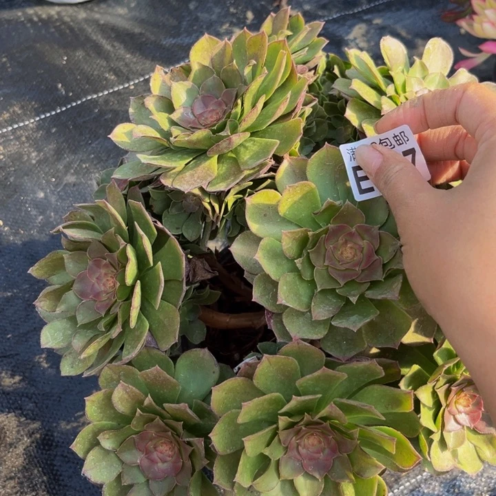 497多肉植物一物一拍