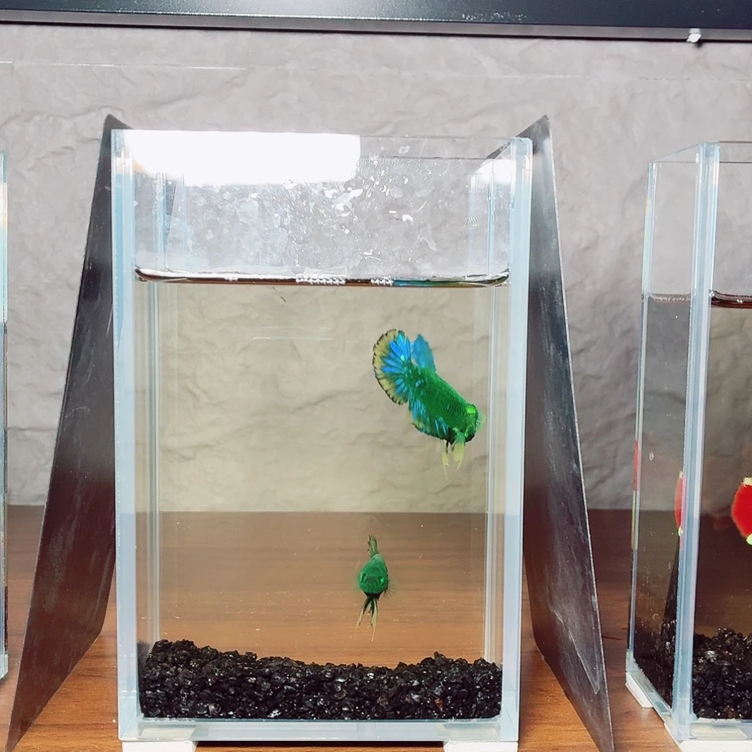 斗鱼绿魔将军繁殖组