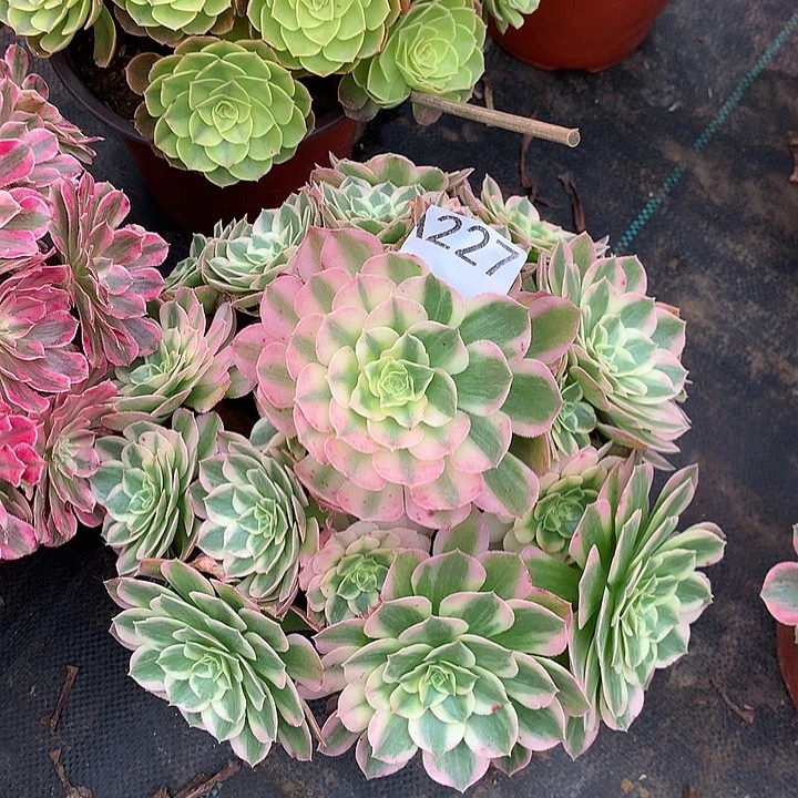 227.海仙多肉植物