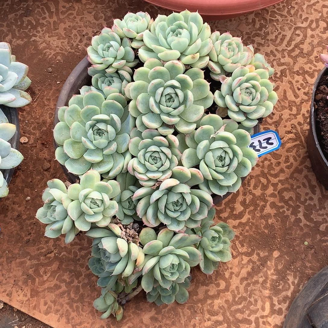 273草莓冰 一物一拍多肉