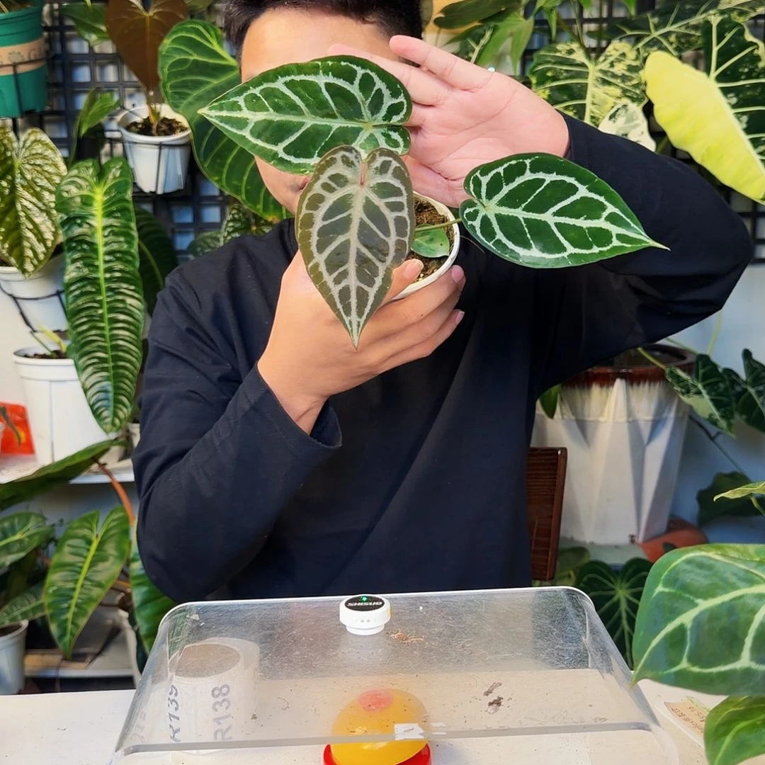 不开花植物R137红钻石杂神奇男孩