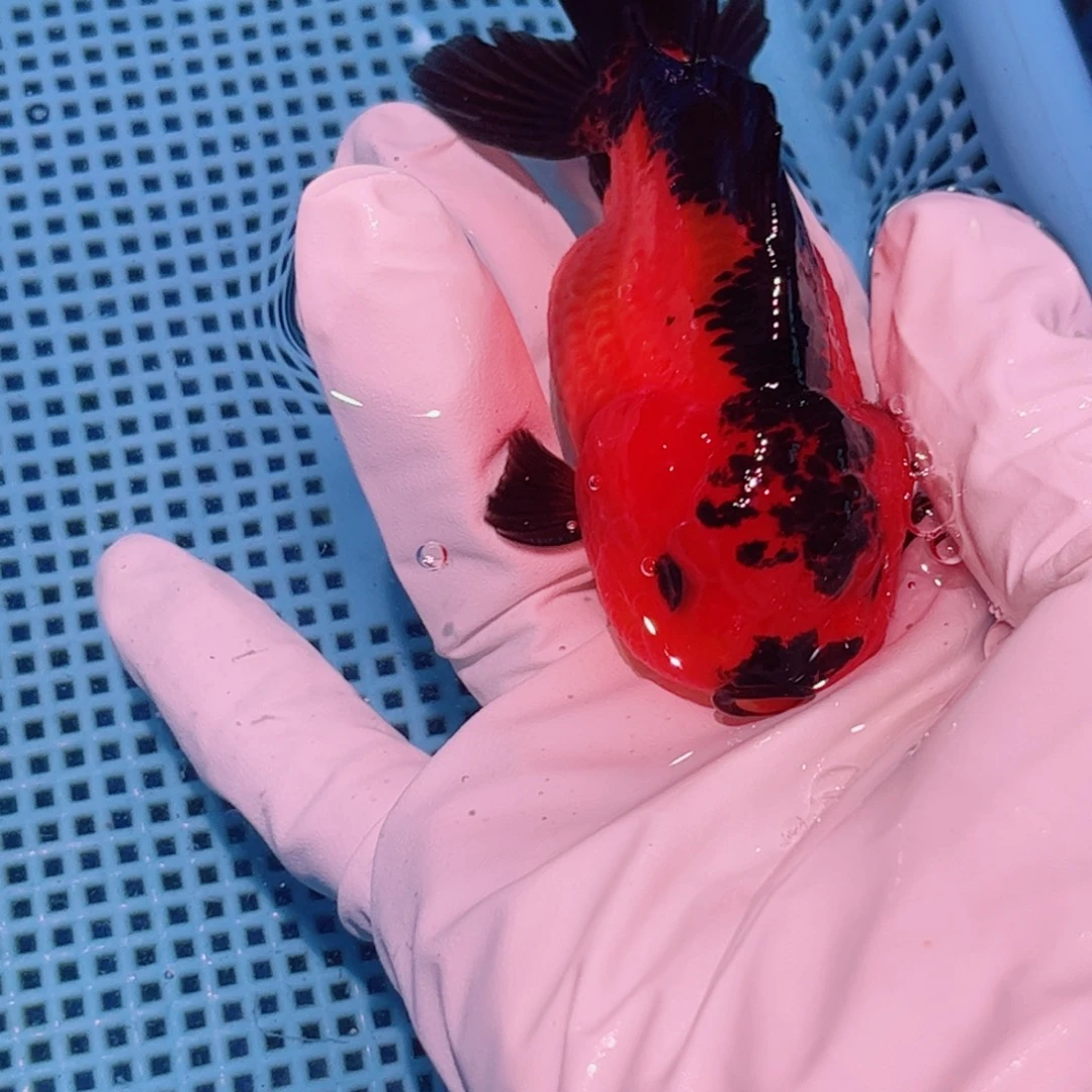 狮头鱼直播间一物一拍42