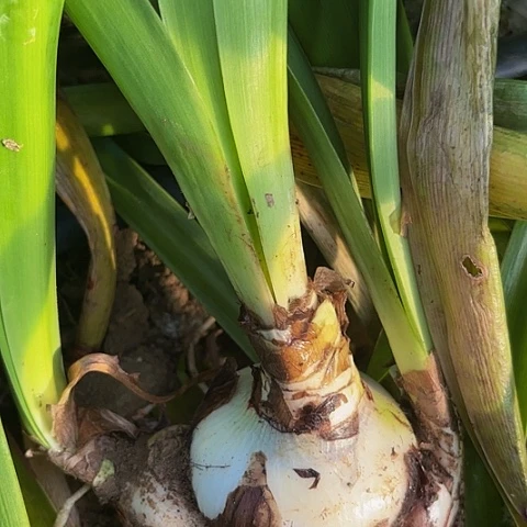 嗨***皮一y叶扁舟有标8左右带侧