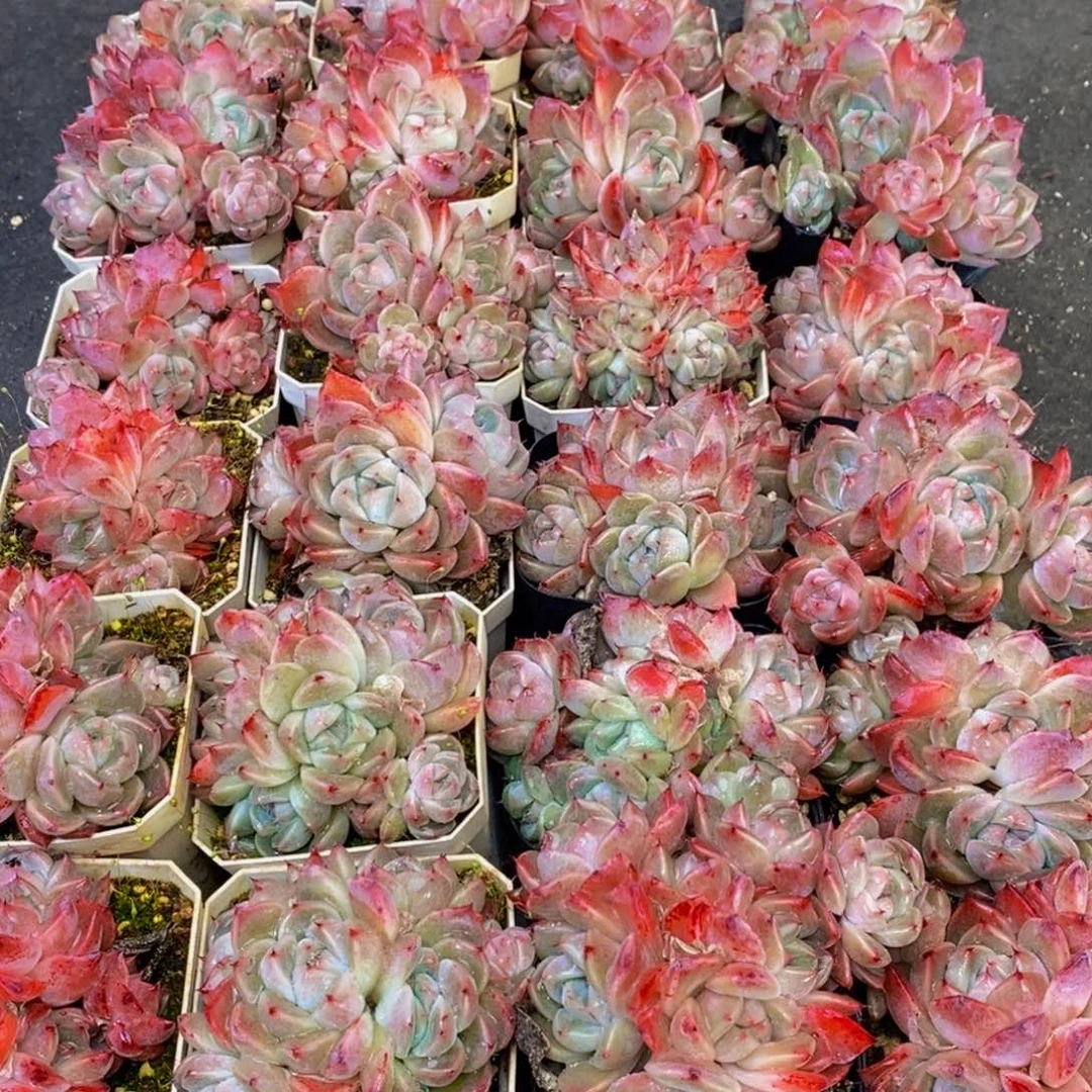 小****y352多肉植物保护研究所所长助理